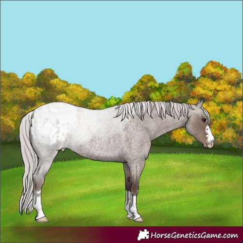 Horse Color:Silver Grullo Roan Blanket Rabicano 