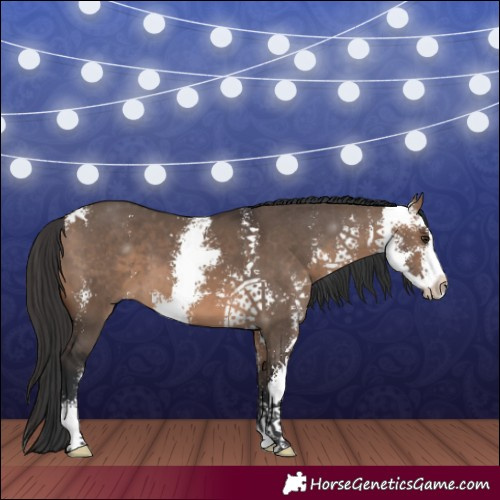 Horse Color:Brown Dun Sabino 