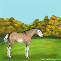 Horse Color:Gray Bay Dun Splash Frame 