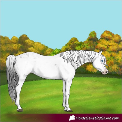 Horse Color:Black Frame 