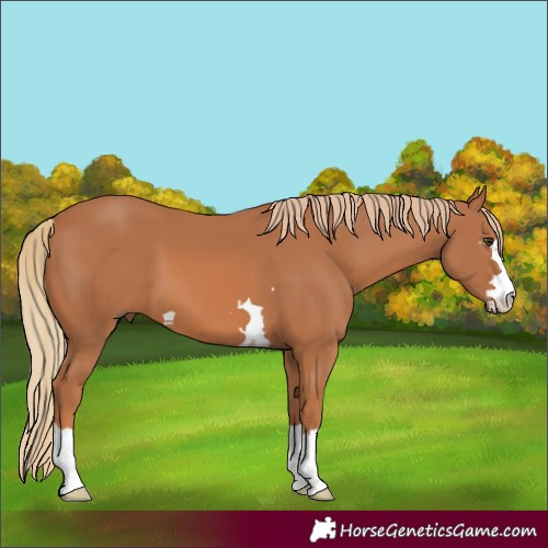 Horse Color:Chestnut 