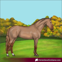 Horse Color:Red Dun 