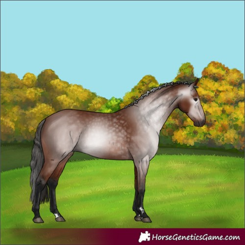 Horse Color:Gray Bay