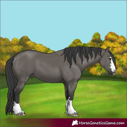 Horse Color:Grullo 