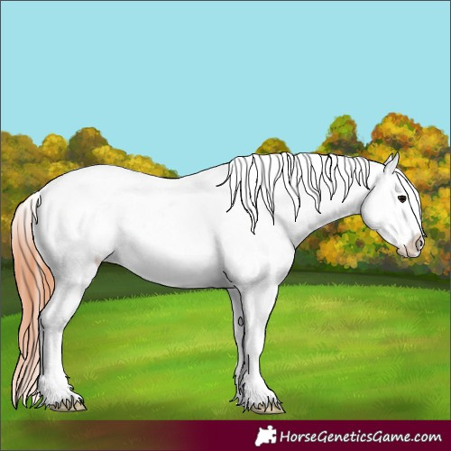 Horse Color:Grullo Near Leopard