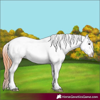Horse Color:Grullo Appaloosa 