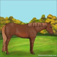 Horse Color:Chestnut Rabicano 