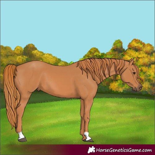 Horse Color:Chestnut 
