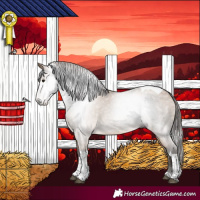 Horse Color:Gray Bay Dun Tobiano Appaloosa 