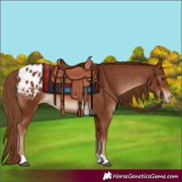 Horse Color:Chestnut Appaloosa Rabicano