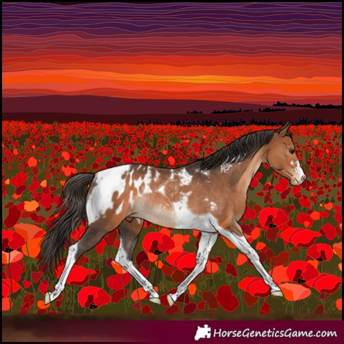 Horse Color:Bay Tobiano Appaloosa Rabicano 