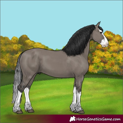 Horse Color:Grullo Splash 