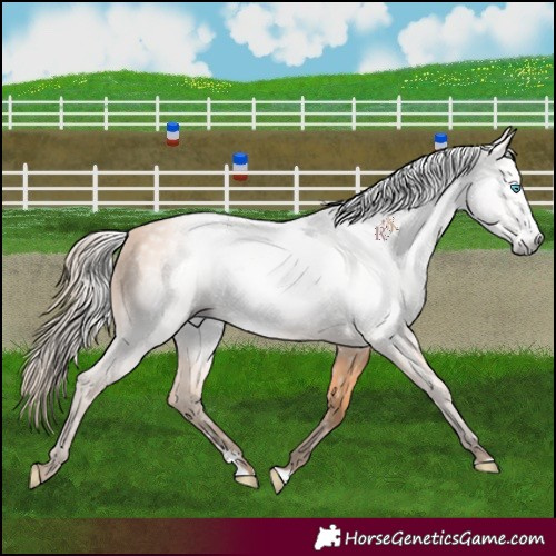 Horse Color:Gray Perlino Frame 