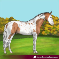 Horse Color:Silver Bay Splash Tobiano