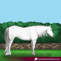 Horse Color:Liver Chestnut Frame 