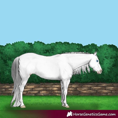 Horse Color:Black Frame