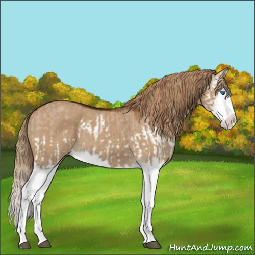 Horse Color:Red Dun Splash and Gray Red Dun Splash
