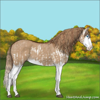 Horse Color:Red Dun Splash  and Gray Red Dun Splash 