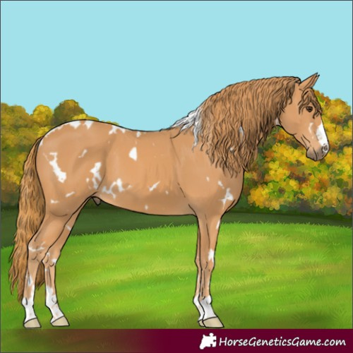 Horse Color:White Spotted Chestnut 
