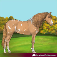 Horse Color:White Spotted Chestnut 