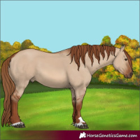 Horse Color:Red Dun 
