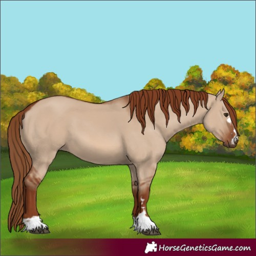 Horse Color:Red Dun 