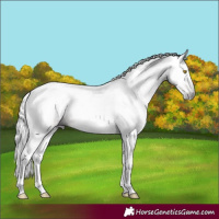 Horse Color:Gray Amber Champagne Tobiano