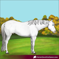Horse Color:Liver Chestnut Frame