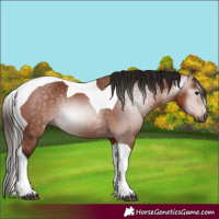 Horse Color:Gray Bay Tobiano 