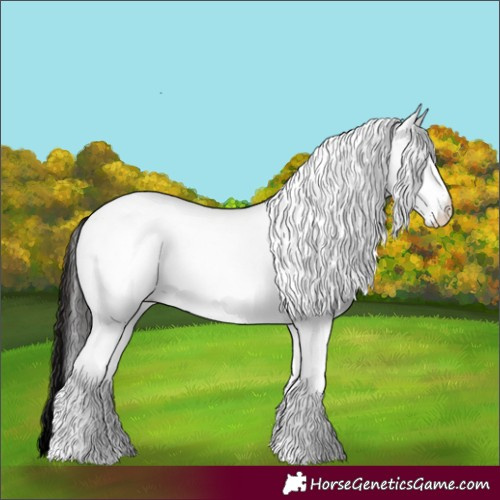 Horse Color:White Spotted Brown 