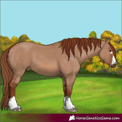 Horse Color:Red Dun 