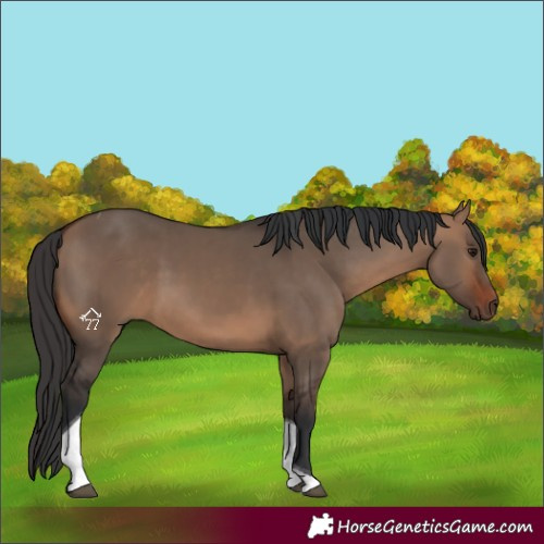 Horse Color:Bay Dun Tobiano 