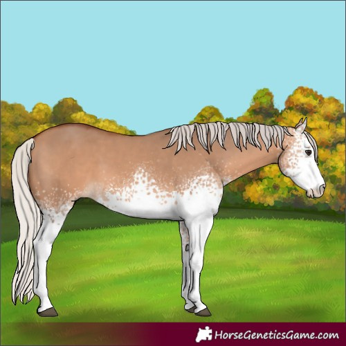 Horse Color:White Spotted Silver Bay Dun