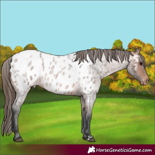 Horse Color:Bay Roan Appaloosa 