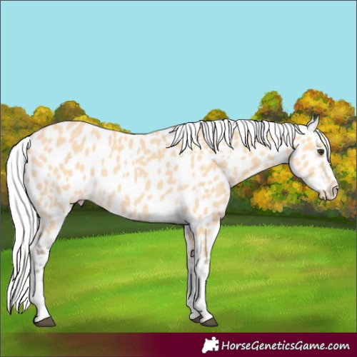 Horse Color:Silver Buckskin Appaloosa 
