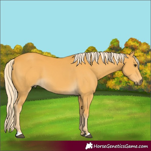 Horse Color:Palomino 