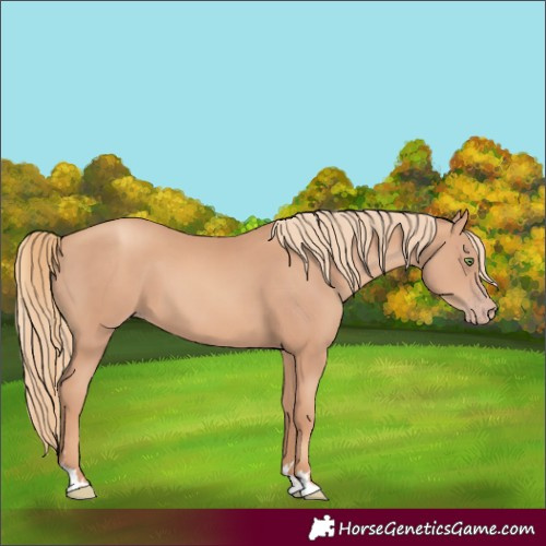 Horse Color:Gold Champagne 