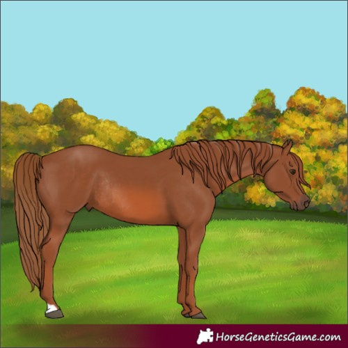 Horse Color:Chestnut Rabicano 