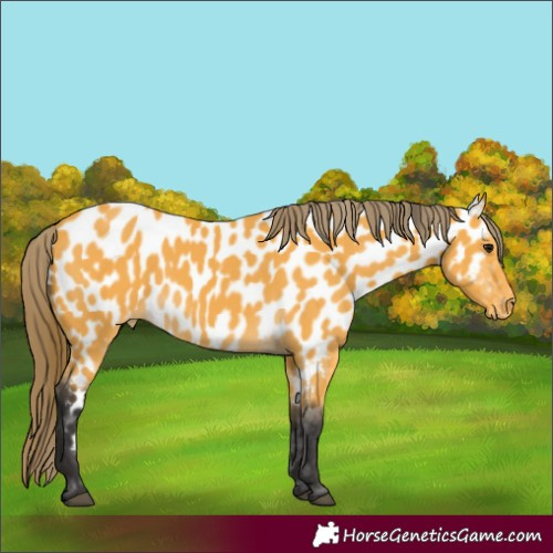 Horse Color:Buckskin Appaloosa 