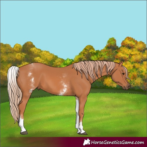 Horse Color:White Spotted Chestnut 