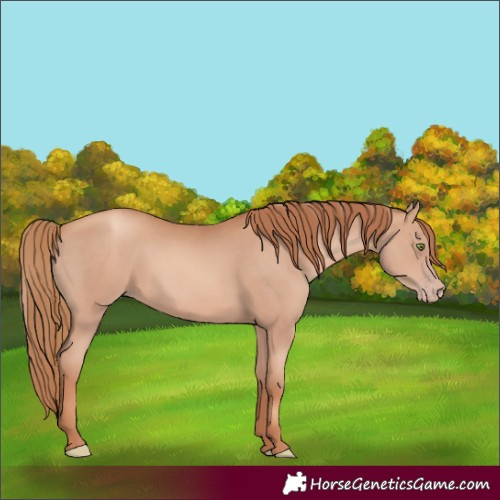 Horse Color:Gold Champagne 