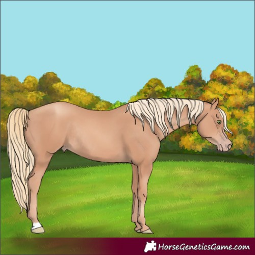 Horse Color:Gold Champagne Rabicano 
