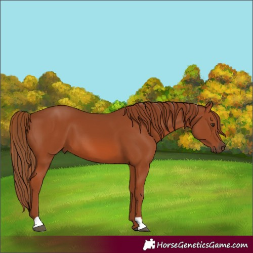 Horse Color:Chestnut 