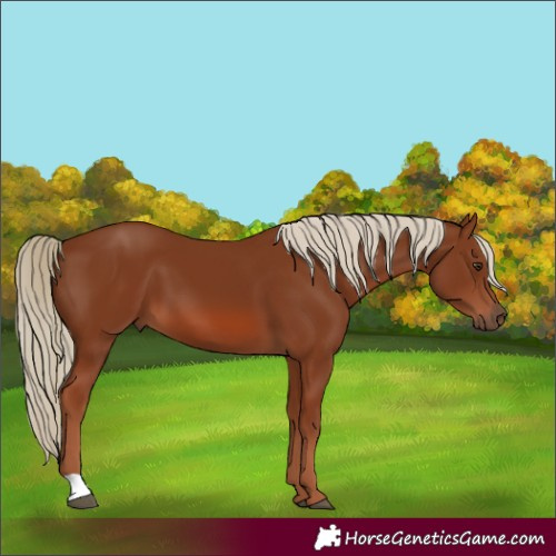 Horse Color:Chestnut 