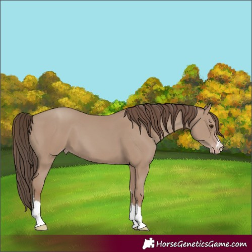 Horse Color:Classic Champagne 
