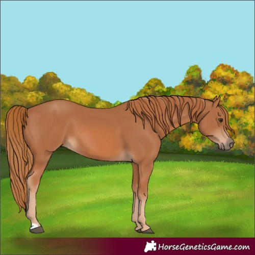 Horse Color:Chestnut 