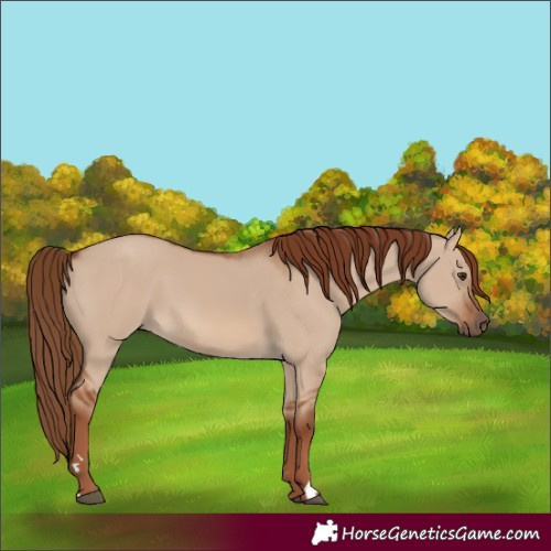 Horse Color:Red Dun 
