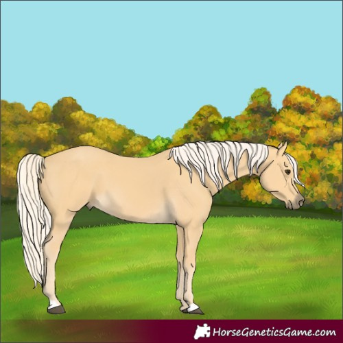 Horse Color:Palomino 