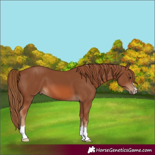 Horse Color:Chestnut 
