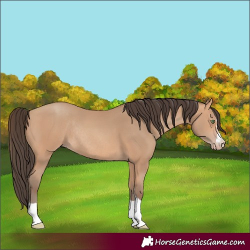 Horse Color:Amber Champagne Rabicano 